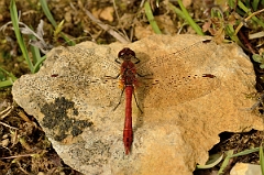 David Plant Photography - Wildlife Photography - Ruddy darter - D